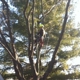 Dave's Tree Service