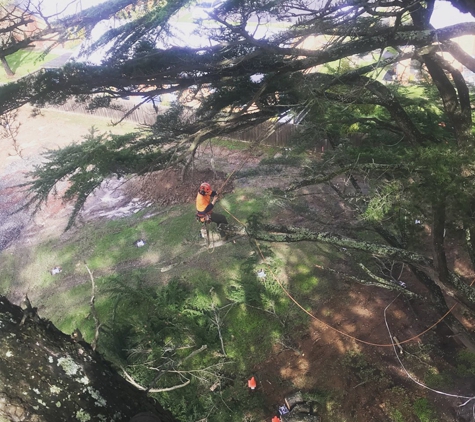 Gravity Tree Worx - Nerrina, VIC