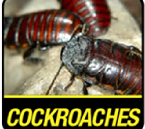 Assassin Pest Control. Cockroach Removal