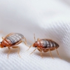 Pest Pro Services gallery