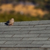 Four Leaf Roofing gallery