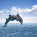 Saltwater Property - Condominiums