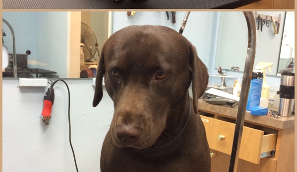 Canine Beach Grooming - Oakland Park, FL