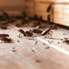 Bug Runner Exterminating Co gallery