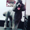 Love Pups Grooming gallery