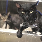 Ernestos Mobile Pet Grooming