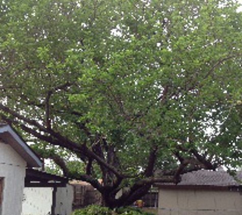 Aaron's Tree Service - Mesquite, TX