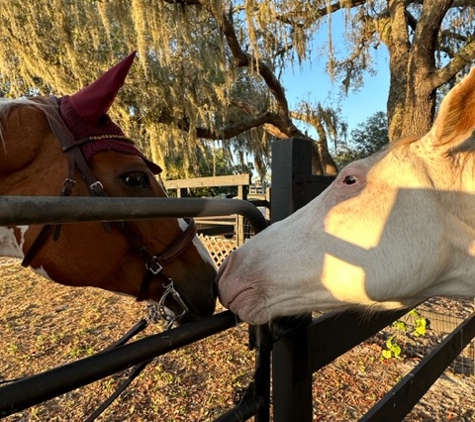 Sunset Riding STABLES....ADULT HORSE  BOARDING - Spring Hill, FL