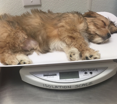 Waggs to Riches - Boca Raton, FL. Charlie very sick in isolation room two days after purchasing him!!