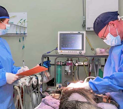 North Bundaberg Vet Surgery - Bundaberg North, QLD