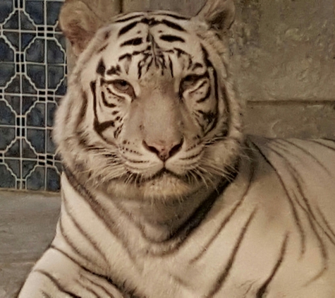 The Downtown Aquarium - Houston, TX. White Tiger 