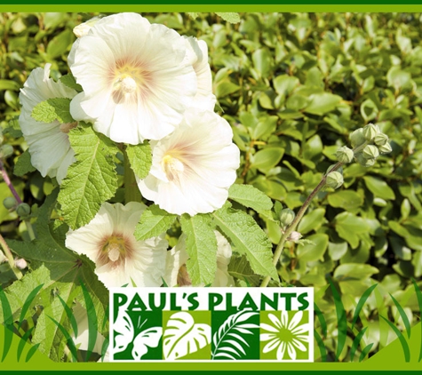 Paul's Plants - Carrara, QLD. Pauls Plants Are Presented Fresh And In Perfect Condition
