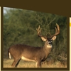 Forrest Taxidermy gallery