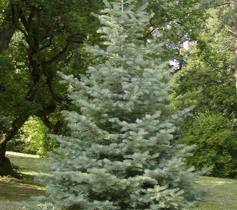 Brent's Christmas Trees - Oakland, CA