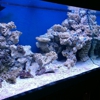 Salty Reef Aquatics gallery