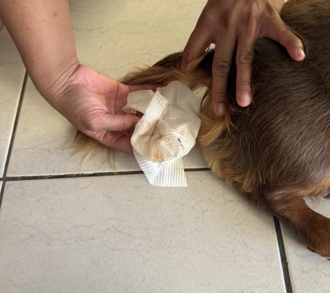LIMElight Pet Salon - Buddina, QLD