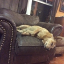 Four Paws Veterinary Clinic - Veterinarians