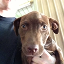 Dekalb Animal Hospital - Veterinary Clinics & Hospitals