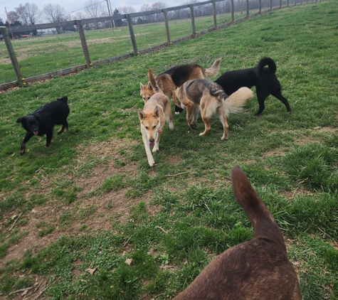 Camp Canine Elite Dogs-Training, Boarding & Grooming - Murray, KY