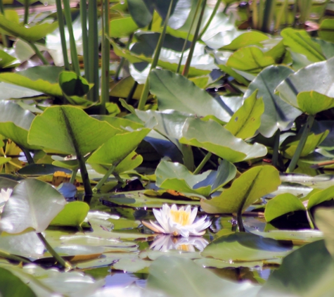 Orlando Airboat Tours - Kissimmee, FL