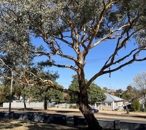 JG Arbor - Cowra, NSW. After