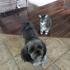 Kennedymobil Veterinary Service gallery