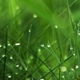 Seed World USA