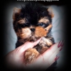 Priceless Yorkie Puppy gallery