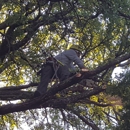 Southern Charm Tree Care - Tree Service