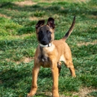 K9 Courage Dog Training