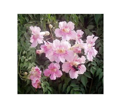 Junction Hill Nursery