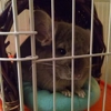 Ramtown Animal Hosp of Howell gallery