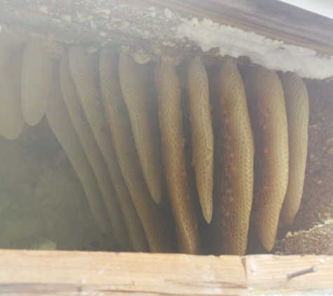 AA Live Bee Removal - Destrehan, LA