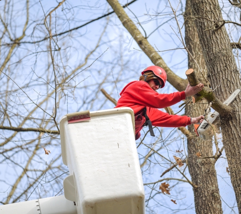 Blazer Tree Service - Chesterfield, VA