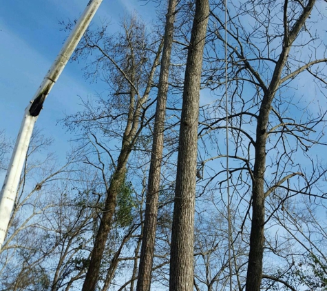 All tree pro removal and pruning L.L.C - Beech Island, SC