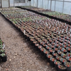 Behmerwald Nursery