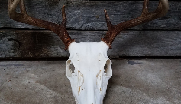 Twisted Hollow -Taxidermy - Arlington, TX