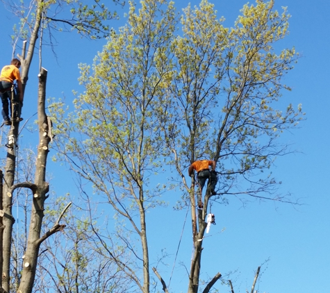 Bob's  Tree Service - Claremore, OK