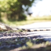 Southern Exterminating & Wildlife Removal gallery