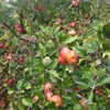 Woodbourne Creamery at Rock Hill Orchard gallery