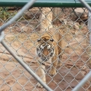 Safari's Sanctuary - Animal Shelters