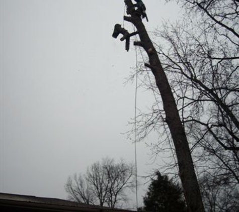 A Accurate & Economical Tree Experts - Charlotte, NC