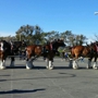 Budweiser Tours