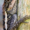 Liberty Wildlife Removal gallery