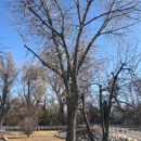 Goldstar tree & stump grinding - Arborists