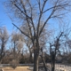 Goldstar tree & stump grinding