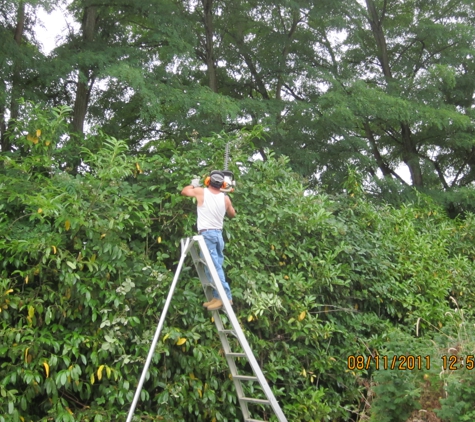 YARD CLEAN UP DOS AMIGOS - Seattle, WA