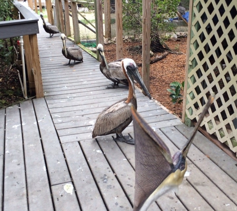 Florida Keys Wild Bird Rehabilitation Center - Tavernier, FL