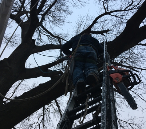 Antonio's Tree Service - Dallas, TX