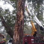 Acadia Tree & Stump Removal
